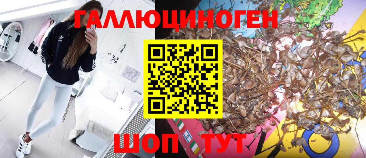 Моздок  Псилоцибиновые грибы Psilocybe  Вход с VPN 
